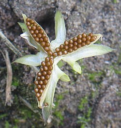 Opened seed capsule of Viola arvensis (field pansy, Melanium), showing the seeds