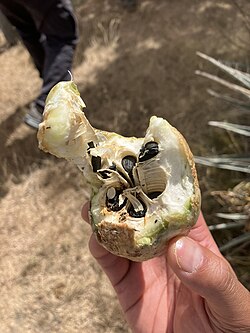 An opened banana yucca (Yucca baccata) fruit, Mojave National Preserve