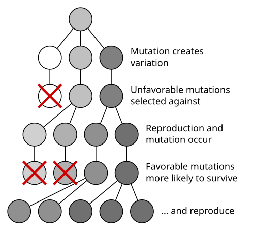 Mutation followed by natural selection results in a population with darker colouration.