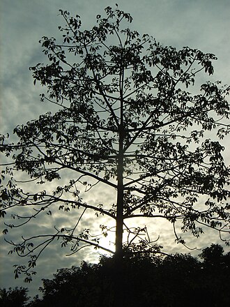 Tree crown