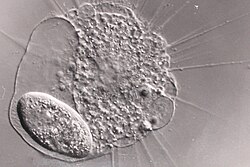 The heliozoan Actinophrys sol phagocytosing a Paramecium ciliate