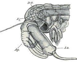 Head of a male Daphnia, a planktonic crustacean