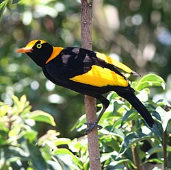 Male regent bowerbird (Sericulus chrysocephalus, Ptilonorhynchidae)