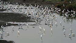Egrets at dusk in Kolleru Lake, Andhra Pradesh, India