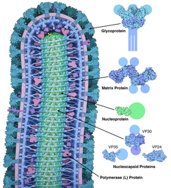 Cross-sectional drawing of the Ebola virus particle, with structures of the major proteins shown and labeled at the side. Pale circles represent domains too flexible to be observed in the experimental structure.