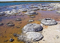 Stromatolites at Lake Thetis, Western Australia