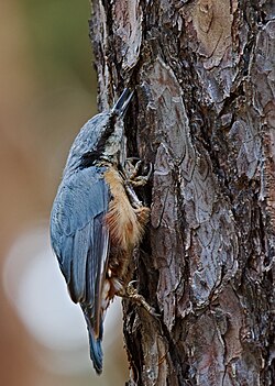 Eurasian nuthatch prying something out from under the bark of a tree