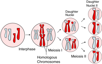 In meiosis, the chromosomes duplicate (during interphase) and homologous chromosomes exchange genetic information (chromosomal crossover) during the first division, called meiosis I. The daughter cells divide again in meiosis II, splitting up sister chromatids to form haploid gametes. Two gametes fuse during fertilization, forming a diploid cell (zygote) with a complete set of paired chromosomes.