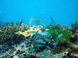 Fish and corals in John Pennekamp Coral Reef State Park near Key Largo