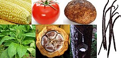 Native New World crops exchanged globally (clockwise): Maize, tomato, potato, vanilla, rubber, cacao, tobacco