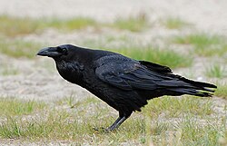 The common raven was named Corvus corax in 1758