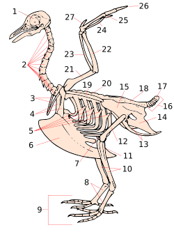 Pigeon skeleton with "plowshare"-type pygostyle (number 17)