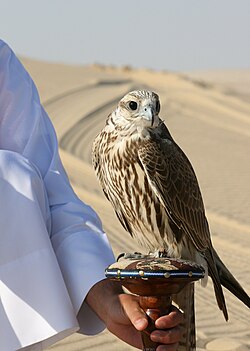 A saker falcon used for falconry in Qatar