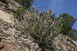 Lavandula stoechas