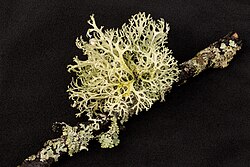 Lichens considered to be example of mutualistic symbiosis