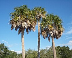 The state tree, Sabal palmetto, flourishes in Florida's overall warm climate.
