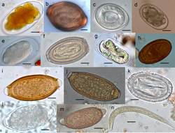 Fecal parasitic (mostly) nematodes from stools of Old World monkeys