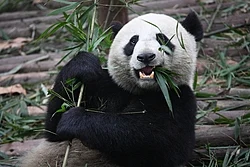 A giant panda, a symbol of China, eating bamboo