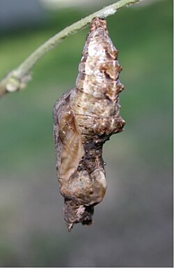 Chrysalis of gulf fritillary