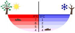 Temperature distribution in a lake in summer and winter