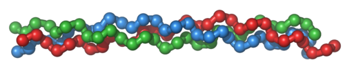 The triple helix: three left-handed polyproline type II helices (red, green, blue) assemble by an axial hydrogen bond to form a right-handed triple helix, the tertiary structure of collagen.