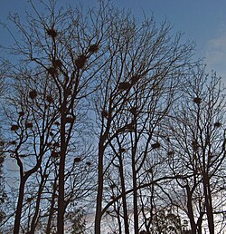 A. h. fannini heronry at Stanley Park (B.C.)
