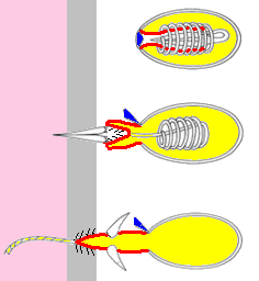Schematic drawing of a discharging nematocyst