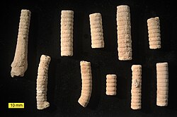 Middle Jurassic (Callovian) Apiocrinites crinoid pluricolumnals from the Matmor Formation in southern Israel