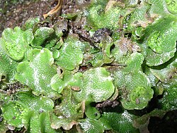 A thallose liverwort, Lunularia cruciata