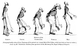 Pithecometra: From Thomas Huxley's 1863 Evidence as to Man's Place in Nature, the compared skeletons of apes to humans.