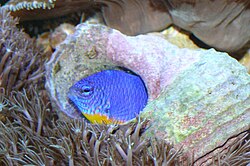 Damselfish are substrate spawners. This one keeps her spawn in a gastropod shell