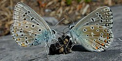 Two Adonis blue butterflies lap at a small lump of feces lying on a rock.