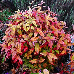 Dwarf cultivar