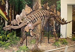 Mounted composite skeleton referred to S. ungulatus, Carnegie Museum of Natural History