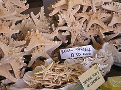 Starfish on sale as souvenirs in Cyprus