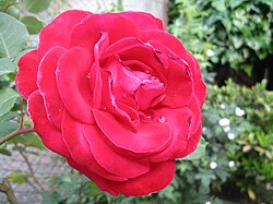 Red rose