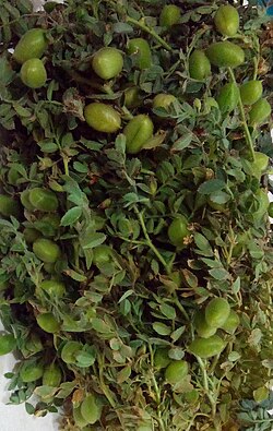 Flowering and fruiting chickpea plant