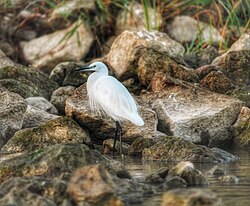 A little egret from Egypt