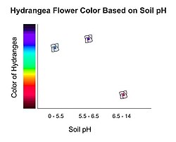 Hydrangea flower color changes based on the pH in soil. As the graph depicts, soil with a pH of 5.5 or lower will produce blue flowers, a pH of 6.5 or higher will produce pink hydrangeas, and soil in between 5.5 and 6.5 will have purple hydrangeas.