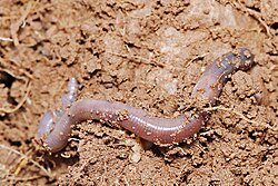 Earthworms are soil-dwelling detritivores.