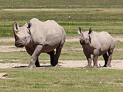 Rhinoceros in the Ngorongoro Conservation Area