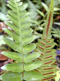 A simple pinnate (unipinnate) frond of the fern Blechnum appendiculatum.