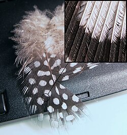 A contour feather from a Guinea fowl