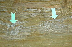 Cross-section of mammoth footprints at The Mammoth Site, Hot Springs, South Dakota