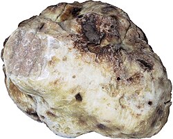 A white truffle washed and with a corner cut to show the interior