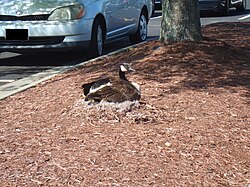 Nesting in a parking lot