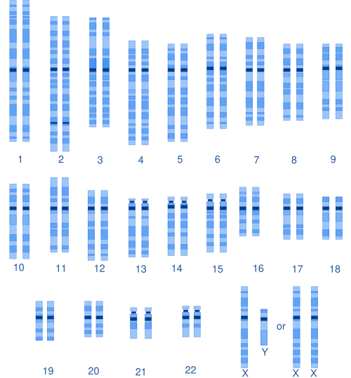 A graphical representation of the typical human karyotype.