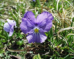 Viola calcarata, a species highly vulnerable to climate change.[91]