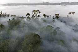 Mist condensing over rainforest in Danum Valley Conservation Area, Malaysia