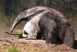 The giant anteater, a large insectivorous mammal